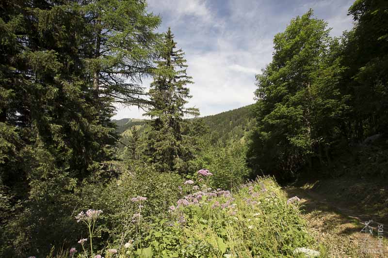 Mountain flowers