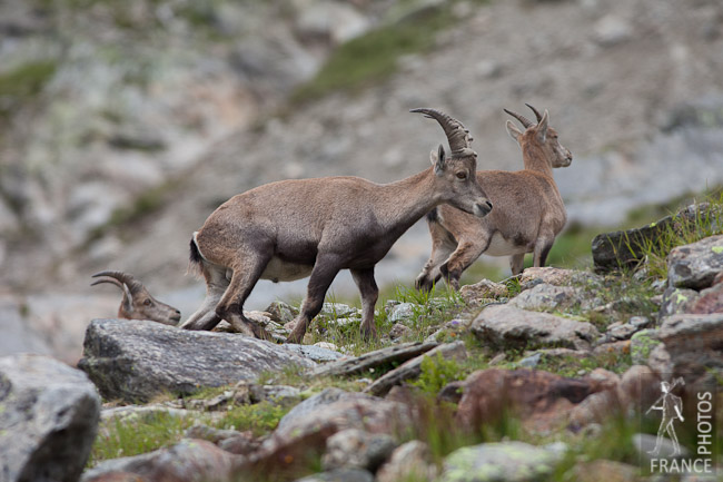 Young alpine ibex