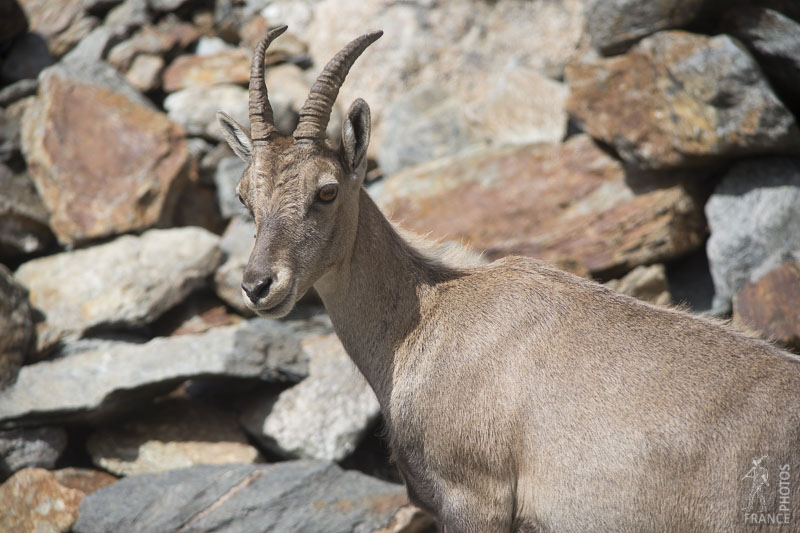 Ibex portrait