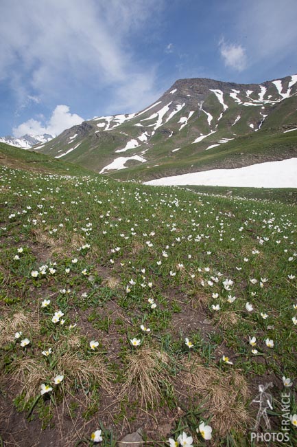 Snowdrop field