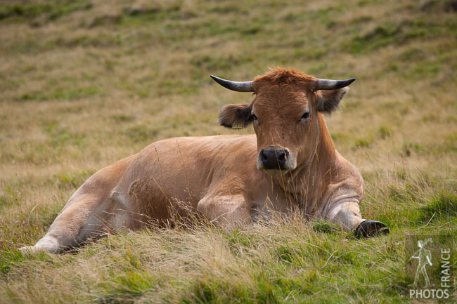 Aubrac cow