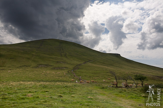 Clouds over cattle