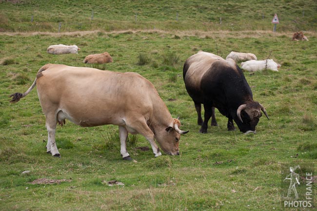 Aubrac bull and cow