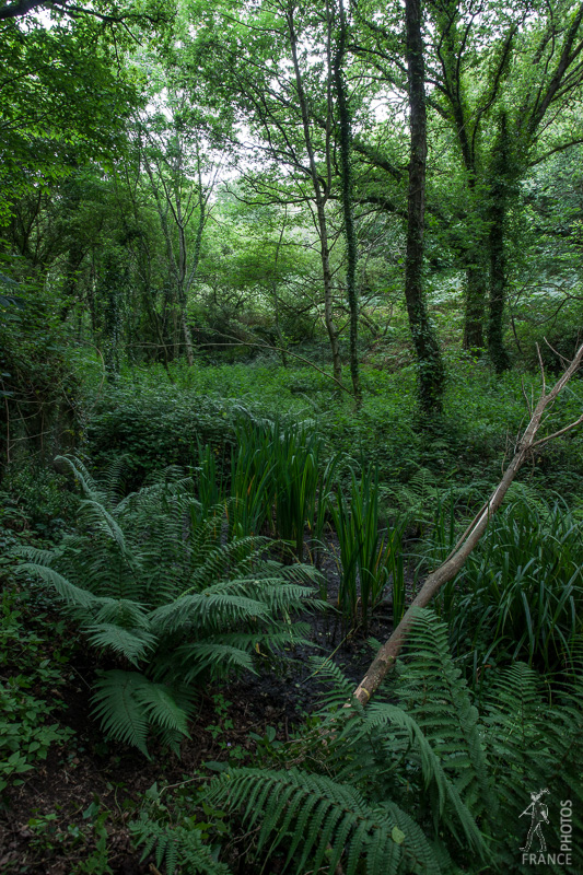 Green forest