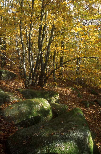 Yellow forest