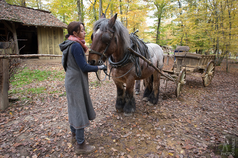 Getting the horse ready