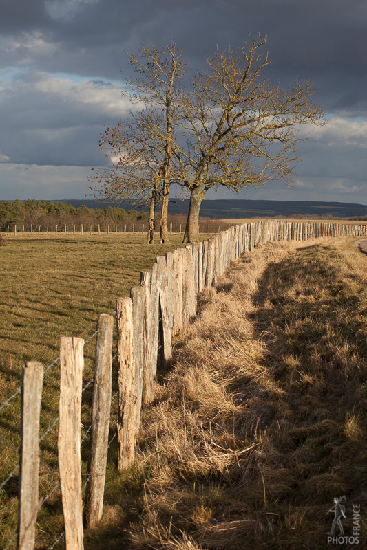 Golden light on the fence