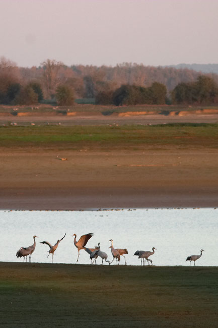 Dance of the cranes