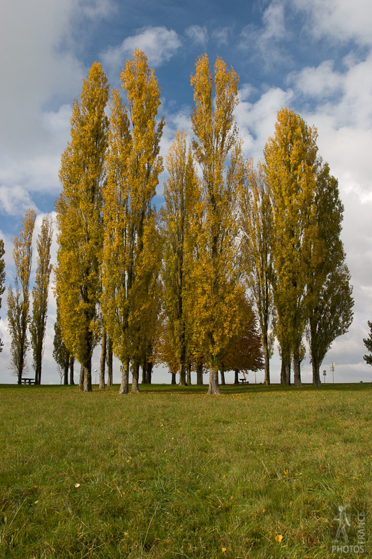 Poplars in Fall