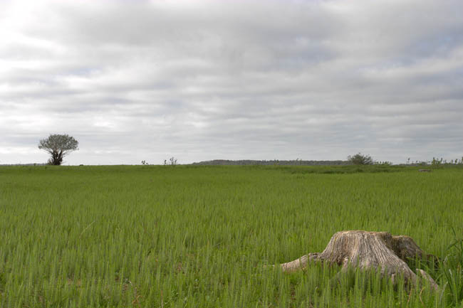 Souche et saule lac d'Orient