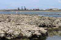 La Cotinière oysters