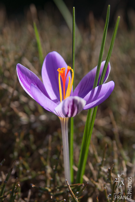 Crocus