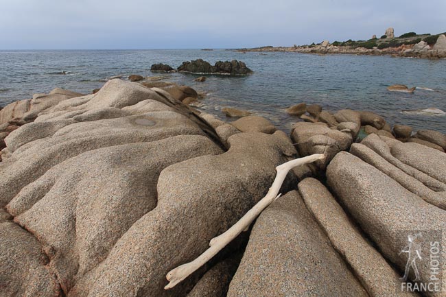 White driftwood