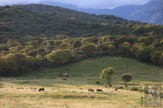 Corsican rural landscape