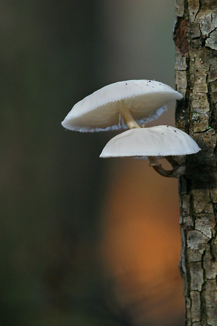 White mushrooms