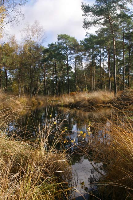 Muddy pond