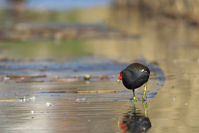 Walking on water