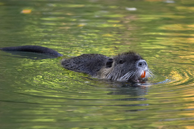 Yellow teethed muskrat