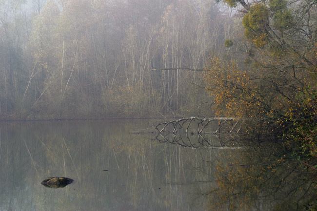 Still pond in the mist