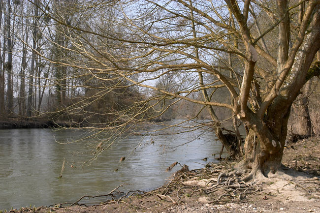 Loing valley willow tree