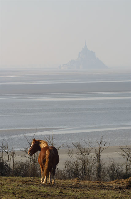 Draft horse by the Mont