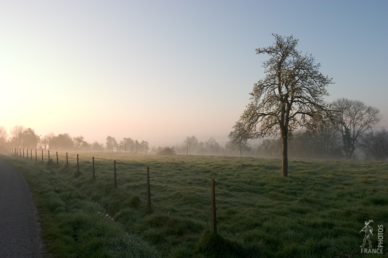 Light mist along the road