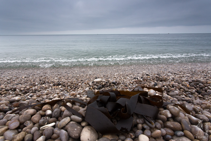 Kelp and shingle beach