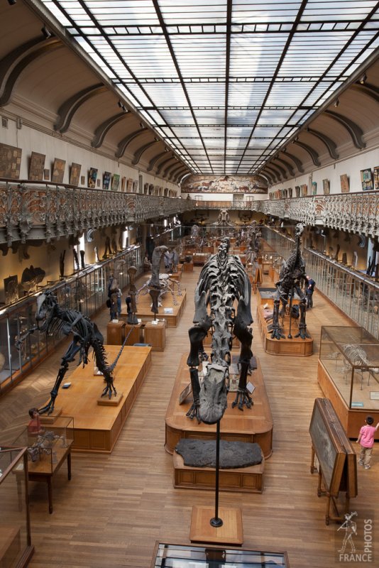 Museum of natural history first floor