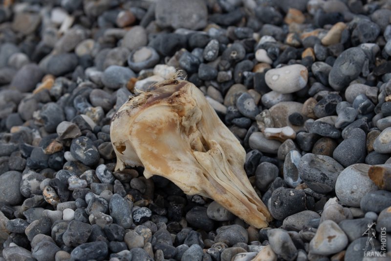 Baby dolphine skull